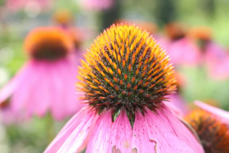 a large pink flower sitting in front of other pink flowers