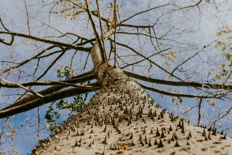 a close up view of the base of a tree