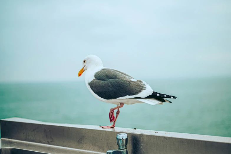 the seagull is perched on the ledge of the building