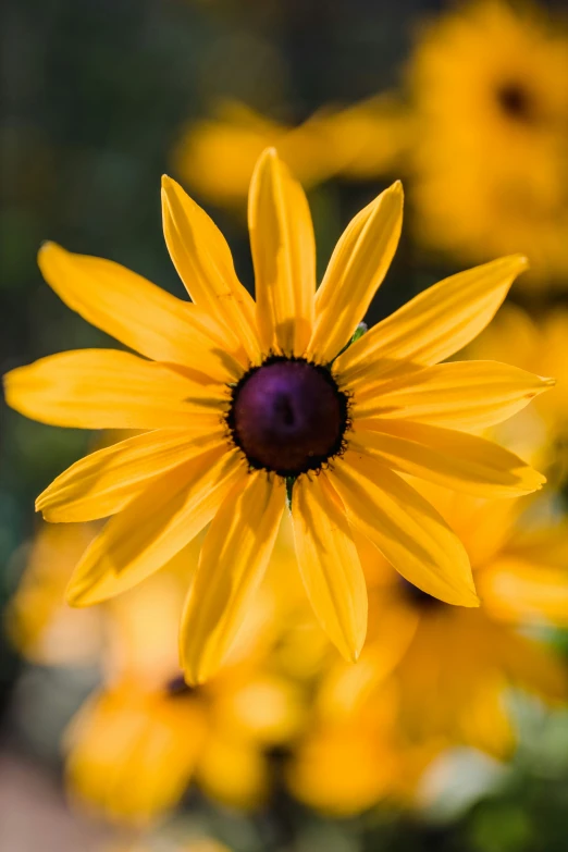 an image of a big yellow flower in a garden