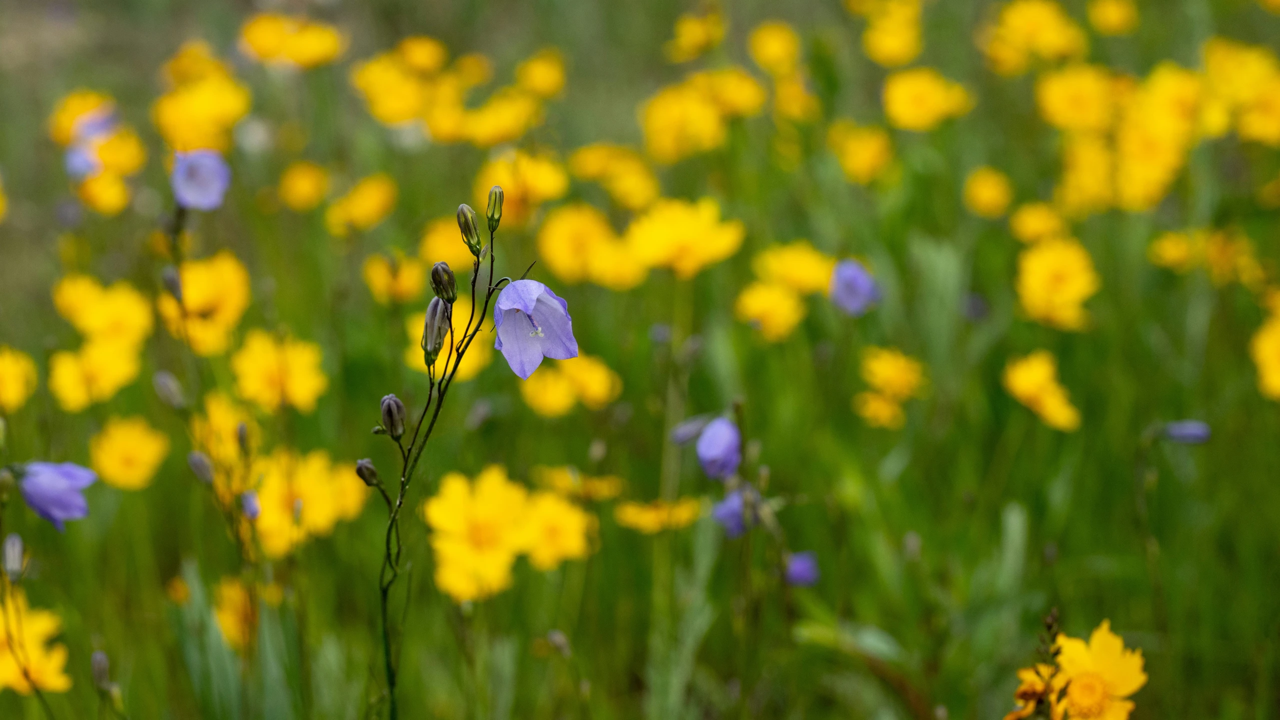 many yellow flowers in a large field with green grass