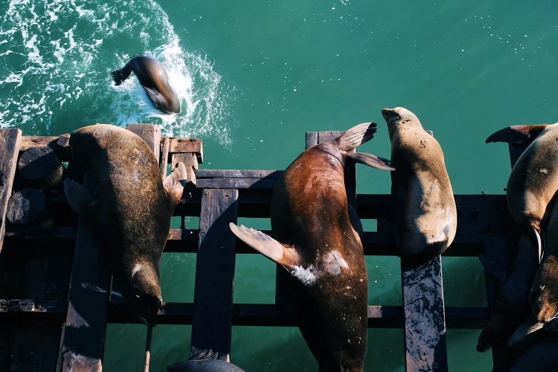 five sea lions playing in the water near a wooden pier