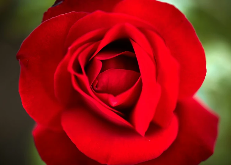 a red rose sitting open and ready to bloom