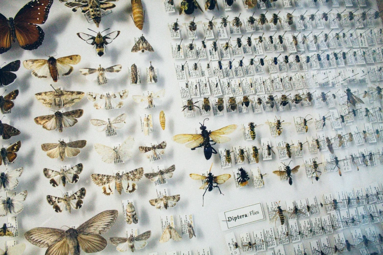 a group of insect displays with many moths