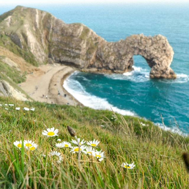 the flowers are growing on the grassy cliff near the ocean