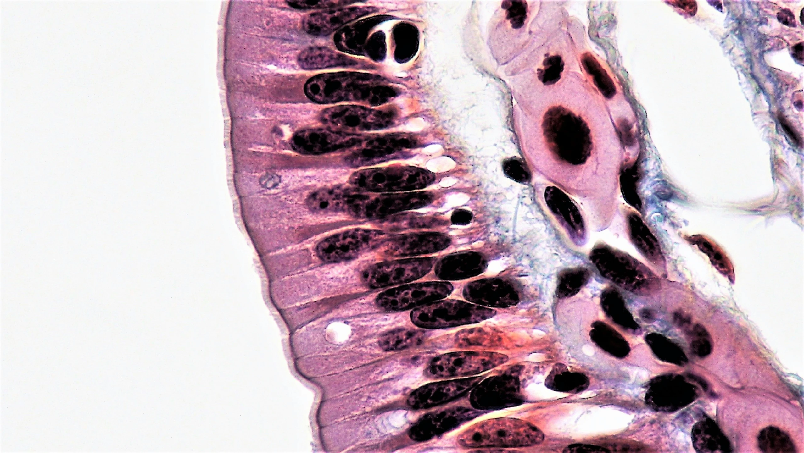 a close up view of some different cells on the skin