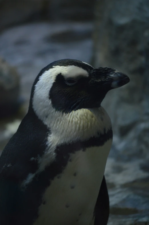 a large penguin sitting on top of a rock next to water