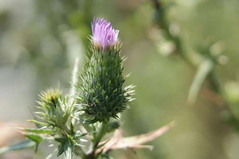 a purple flower with tiny bumps in the middle of it