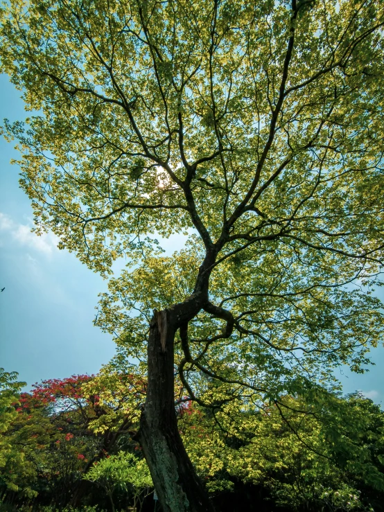 a big leafy tree in the middle of a green field