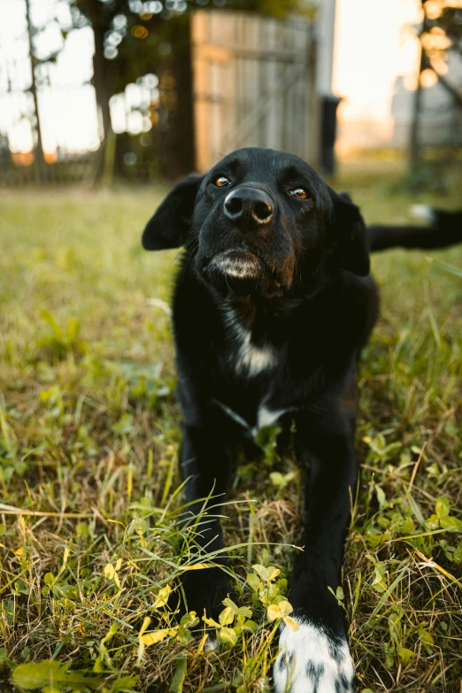 a dog in the grass looking at the camera