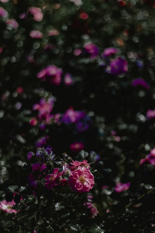 this is a field of beautiful purple flowers