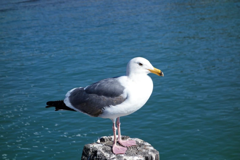 a small seagull stands on a post overlooking the water