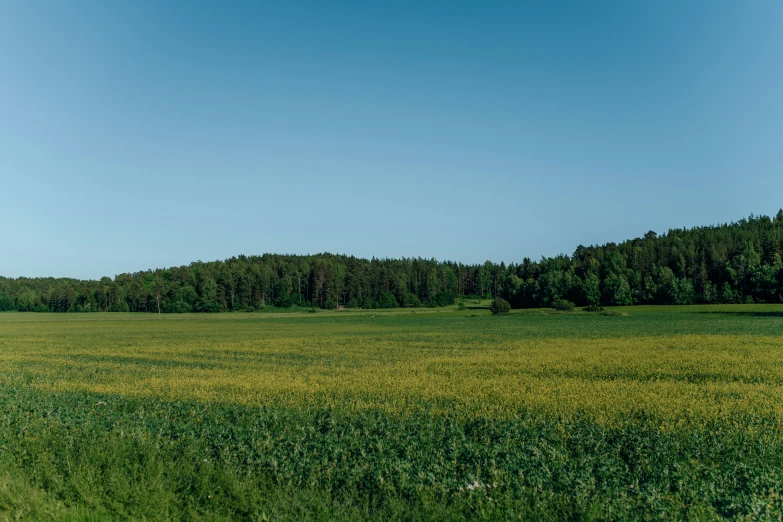 an empty field with trees in the background