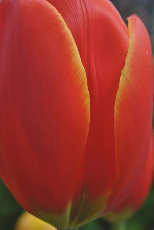 close up of a bright red flower with its petals