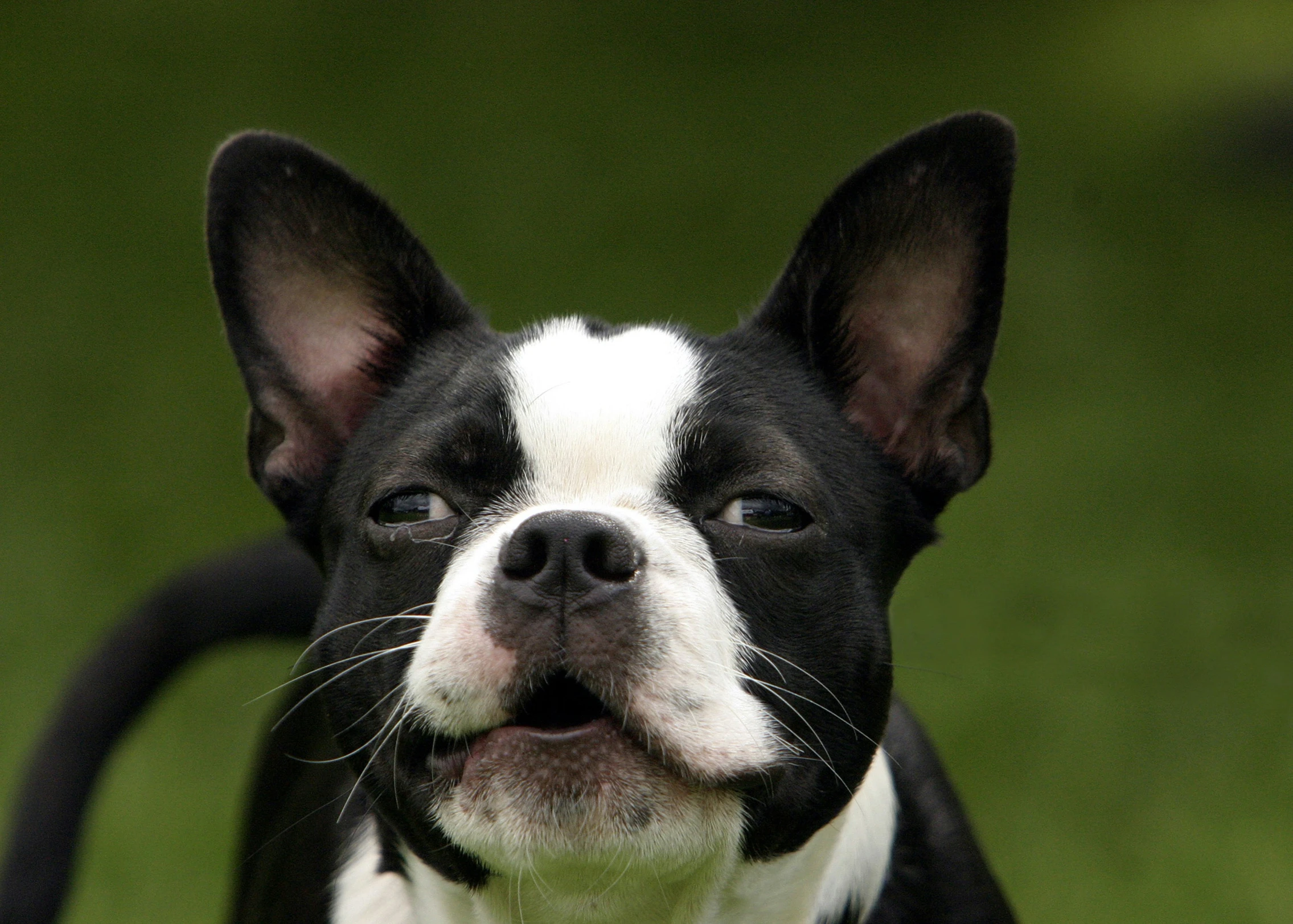 a black and white dog sticking its head out