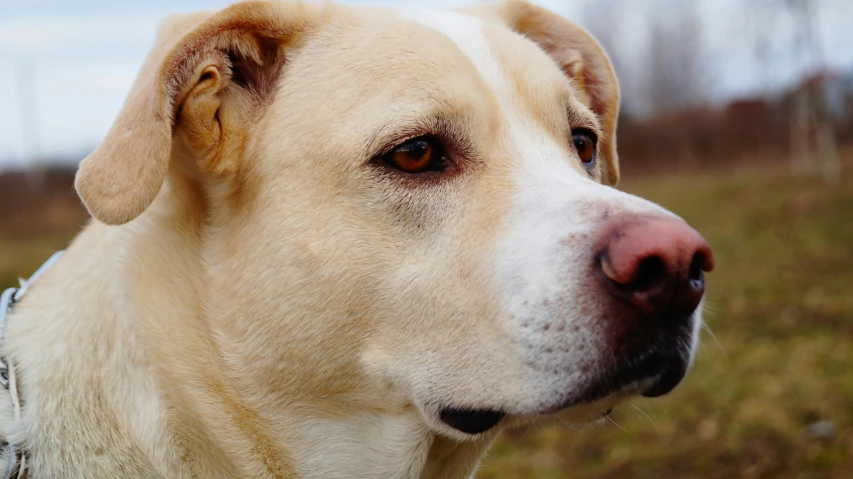 this is a large white dog looking at the camera