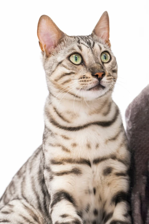 a white and grey tiger cat sitting down