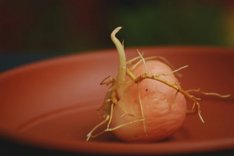 an onion is sprouted up in a red bowl