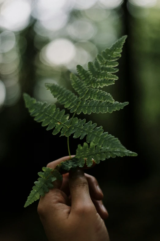 someone holding a fern plant up in the air