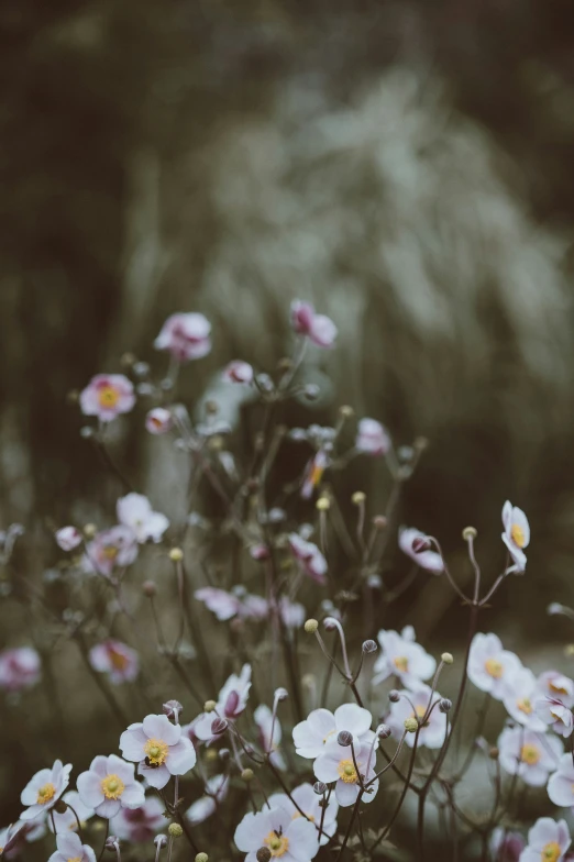 a bunch of white flowers in a field