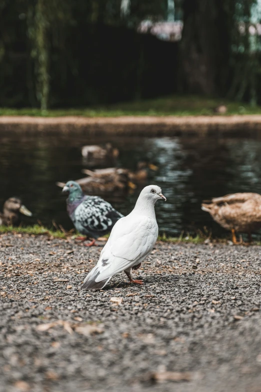 a group of birds walking down the gravel by a pond