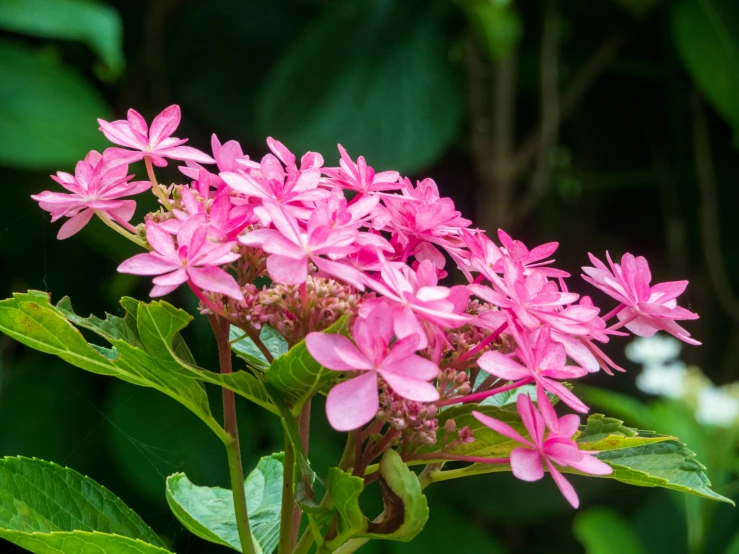 a bush full of pretty pink flowers in the midst of a forest