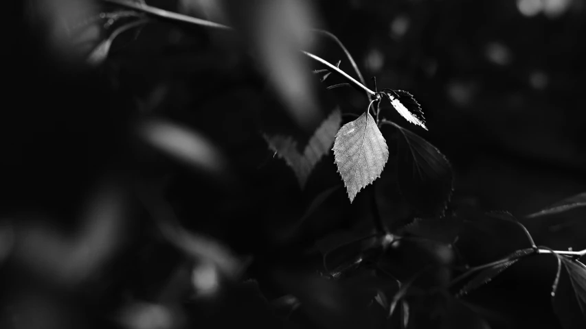 a plant with a leaf with a lot of leaves around it