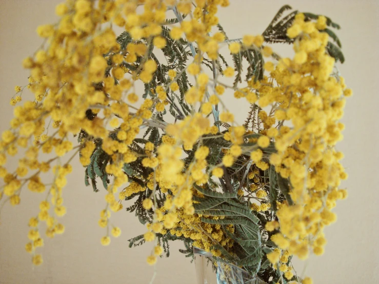 a close up of a yellow plant with leaves