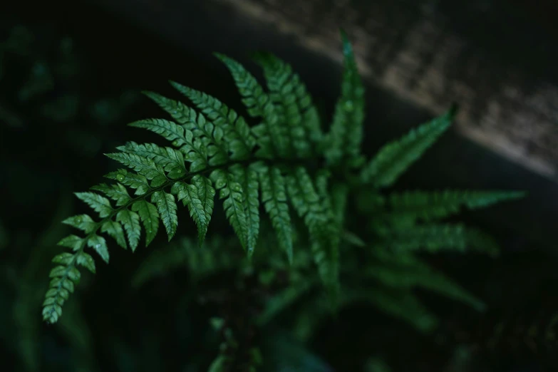 a small fern green with leaves in the foreground