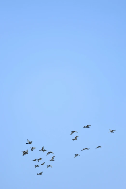 many birds are flying in the blue sky