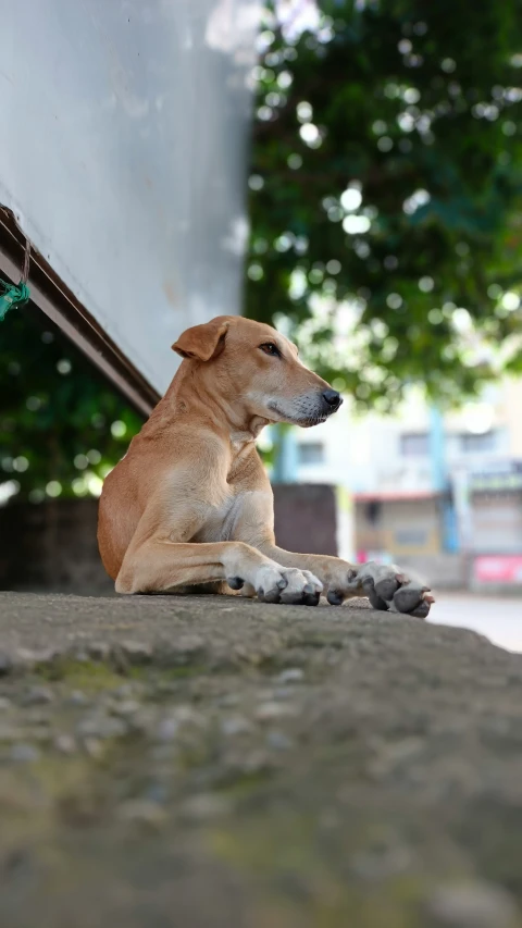 a dog sitting on the sidewalk in the middle of town