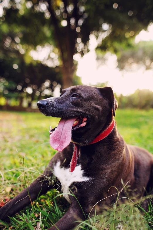 a brown and white dog laying in the grass