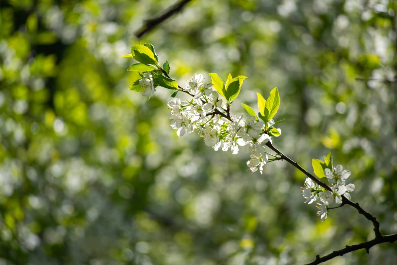 white blossoms are blooming on a tree limb