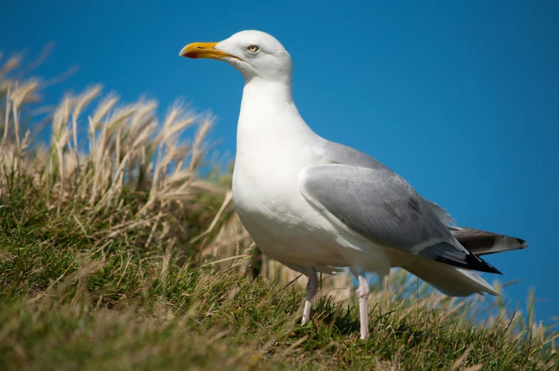 there is a bird standing in a field