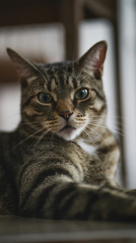 a cat is laying down on top of a table