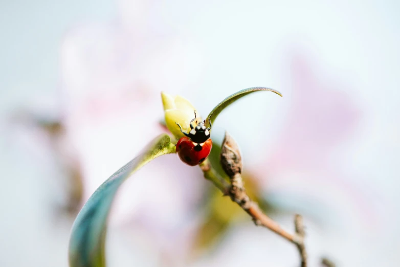 the small bug has on top of the flower stem