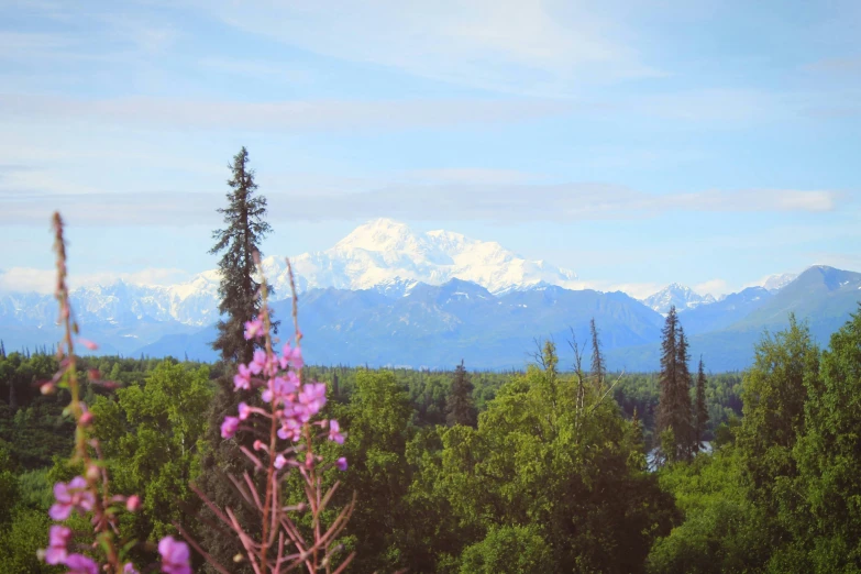 pink flowers are shown in the foreground with a snowy mountain range in the distance