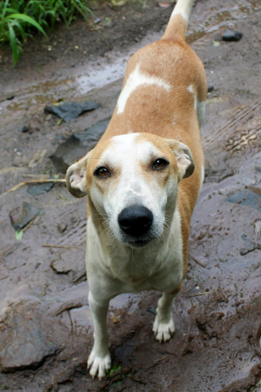 the brown and white dog is looking up to soing on a muddy trail