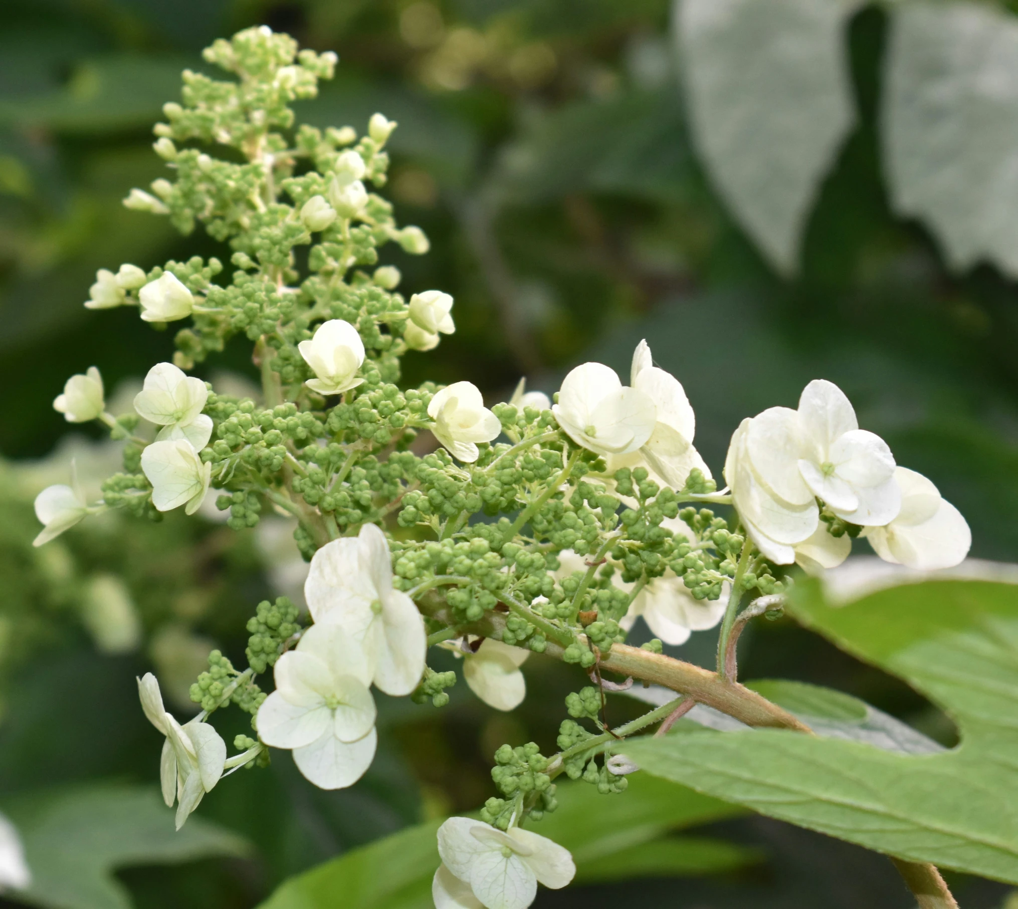 this is the only one flowering tree in a flowerbed