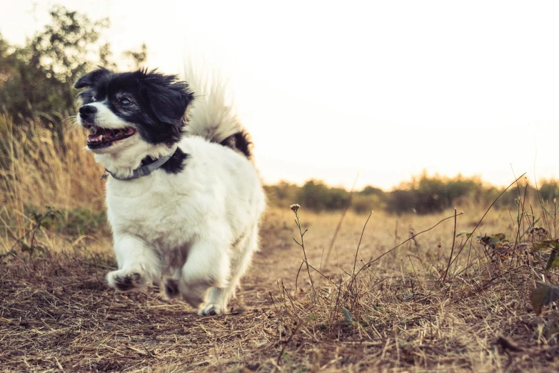 a dog that is standing in the dirt