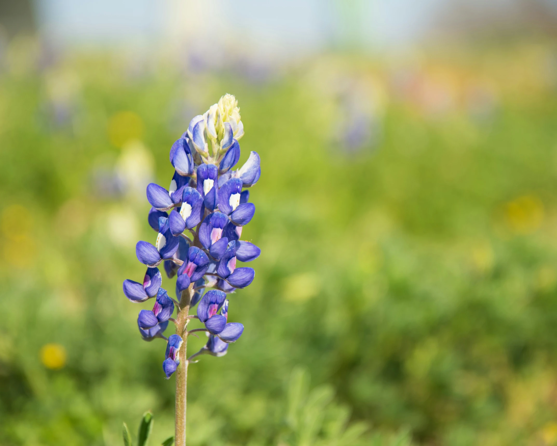 some purple and yellow flowers in the middle of a field