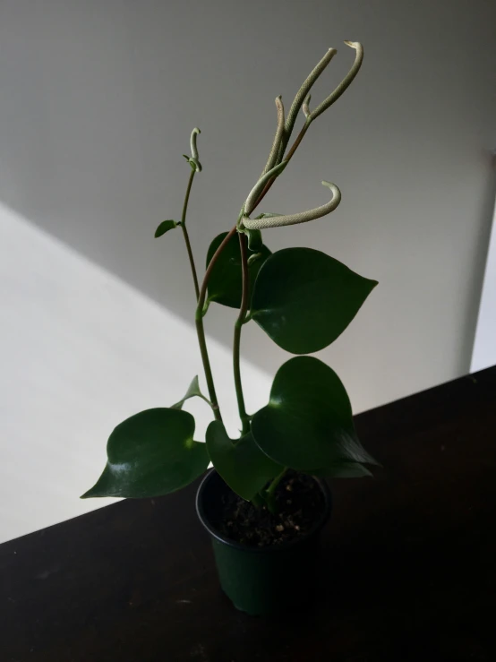 a plant with leaves in a pot on the table