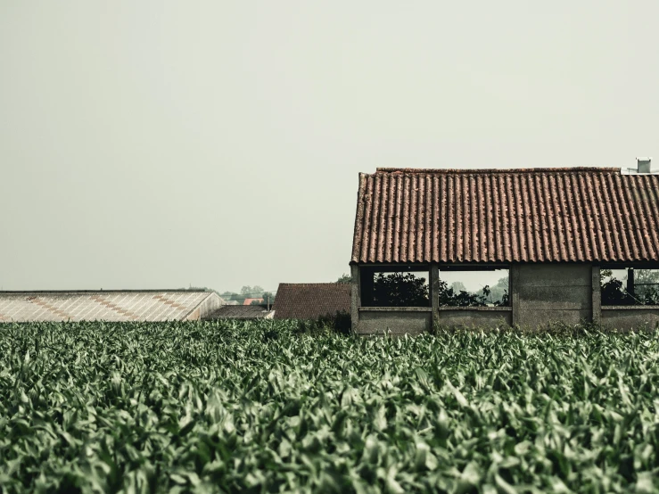 a barn with a red tiled roof in front of a green field of corn