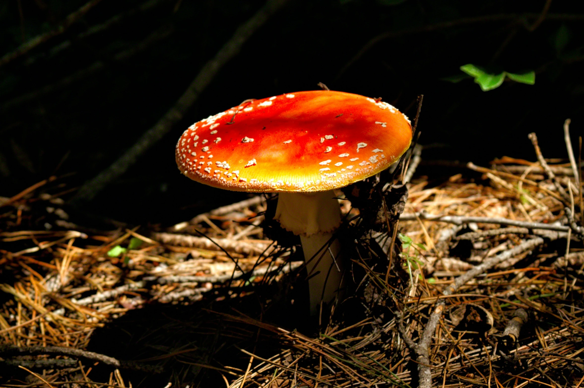 there is a large mushroom standing out on the forest