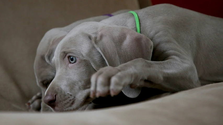 a close up of a dog laying on a couch