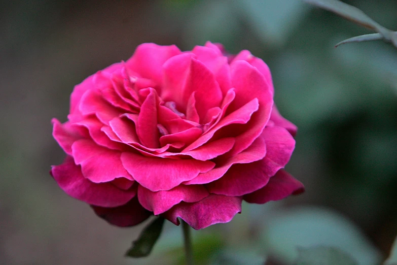 a close up s of a large pink rose