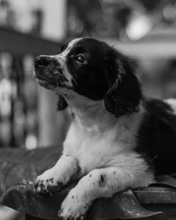 the puppy looks intently over his shoulder