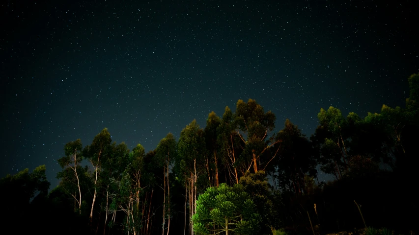 trees stand in the dark and stars glow above them