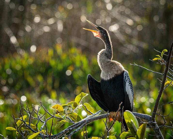 a bird sits on top of a nch in the brush