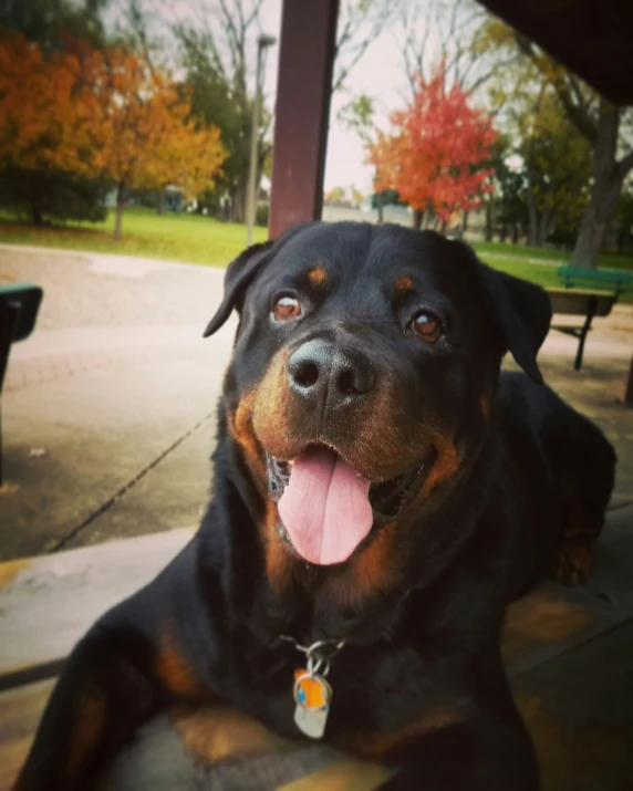 a dog that is laying down on a picnic table